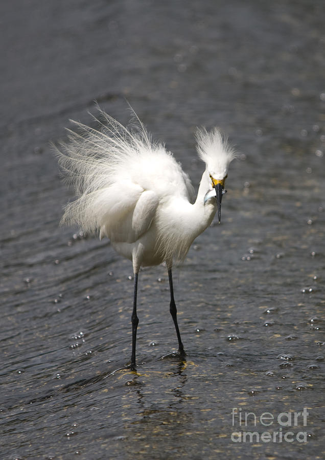 Snowy Egret with Fish No.3 Photograph by John Greco