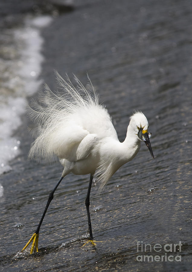 Snowy Egret with Fish No.4 Photograph by John Greco
