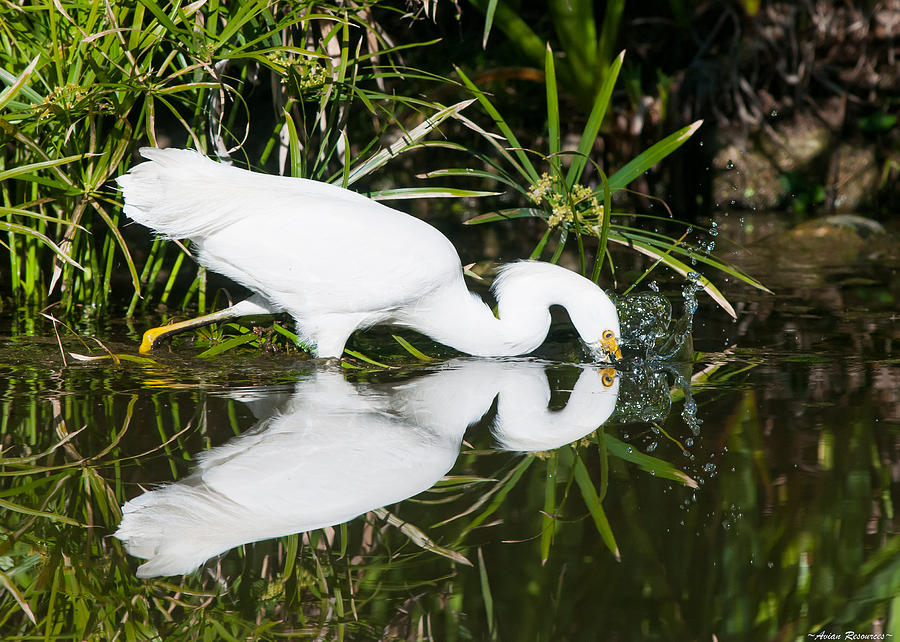 Snowy Egret with Reflection Photograph by Avian Resources