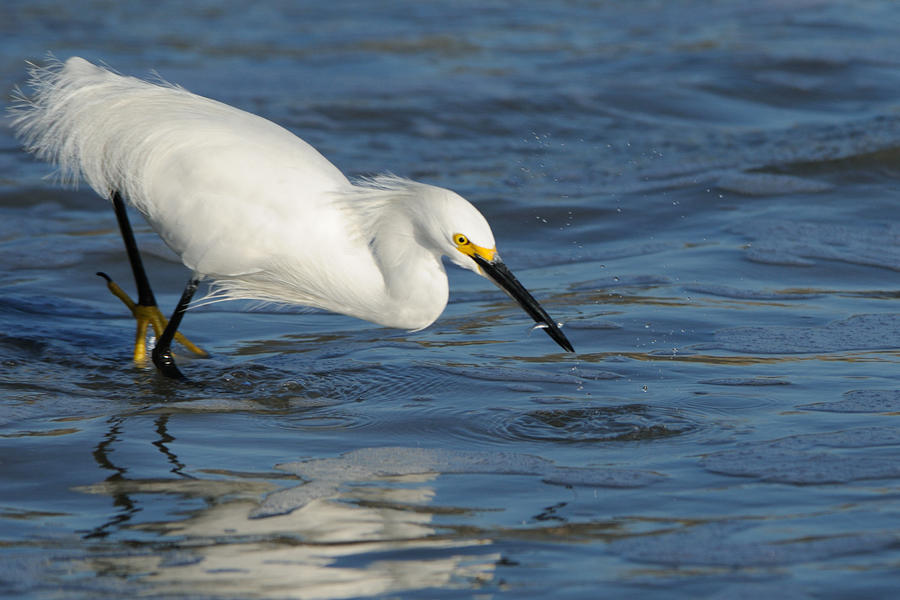 Snowy egret with snack Photograph by Bradford Martin