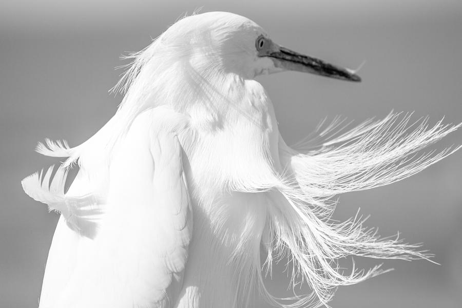 Snowy Egret with Wind Photograph by Ben Graham