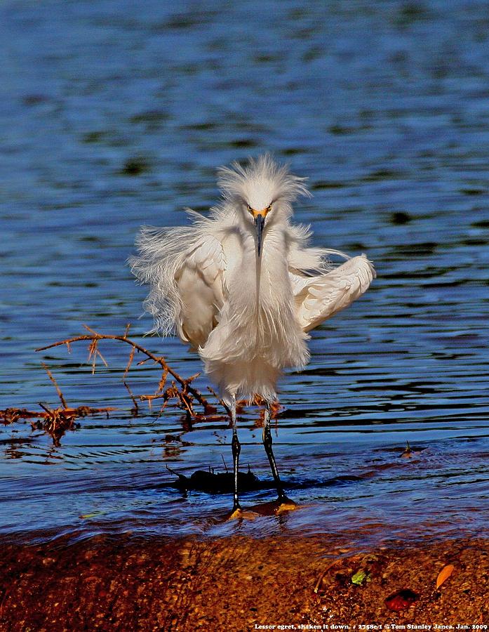 Snowy Egret With Yellow Feet Photograph by Tom Janca