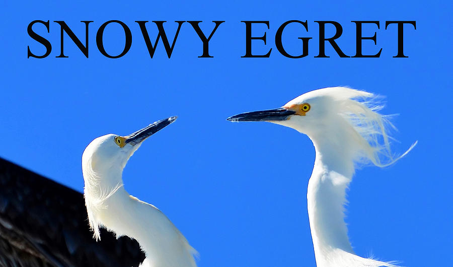 Snowy Egrets Photograph - Snowy Egrets by David Lee Thompson