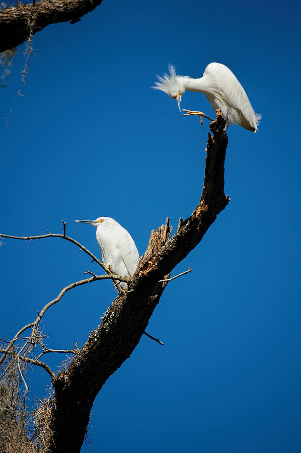 Snowy Egrets Photograph by Donna Proctor