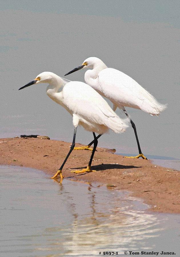 Snowy Egrets With Matching Beaks Photograph by Tom Janca
