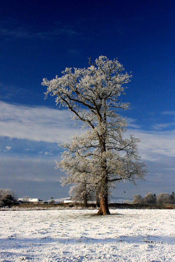 Snowy Ent Photograph by Mark Callanan