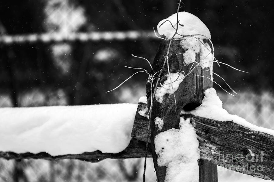 Snowy Fencepost Photograph by JT Lewis