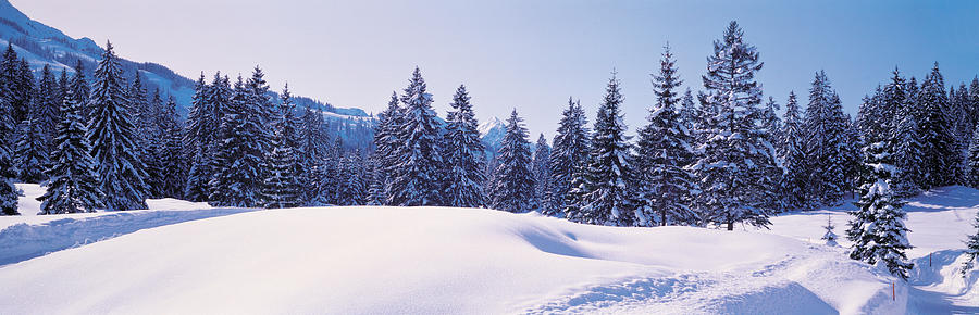 Tree Photograph - Snowy Field & Trees Oberjoch Germany by Panoramic Images