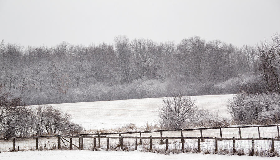 Tree Photograph - Snowy Field Scene by Keith Bell