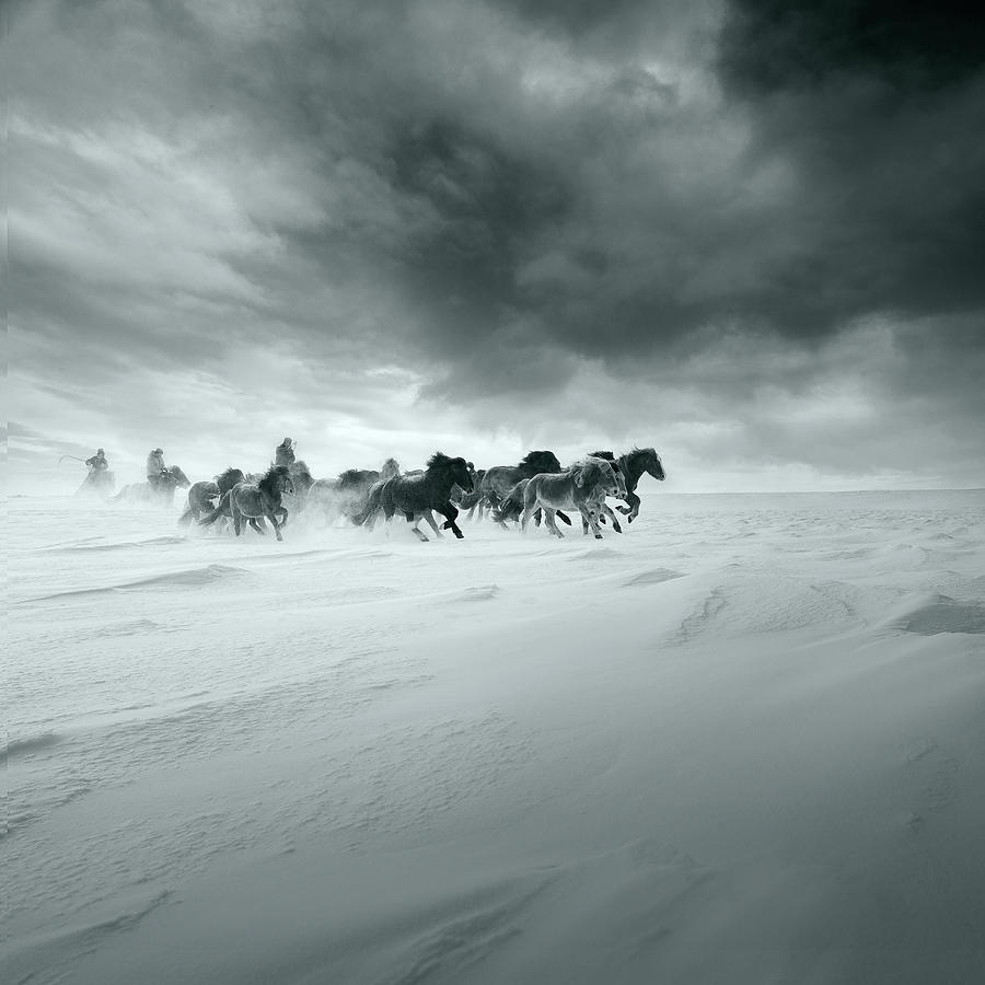 Horse Photograph - Snowy Field by Shu-guang Yang