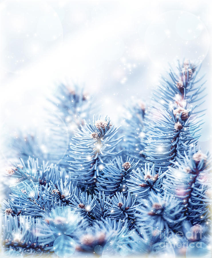 Snowy fir tree background Photograph by Anna Om - Fine Art America