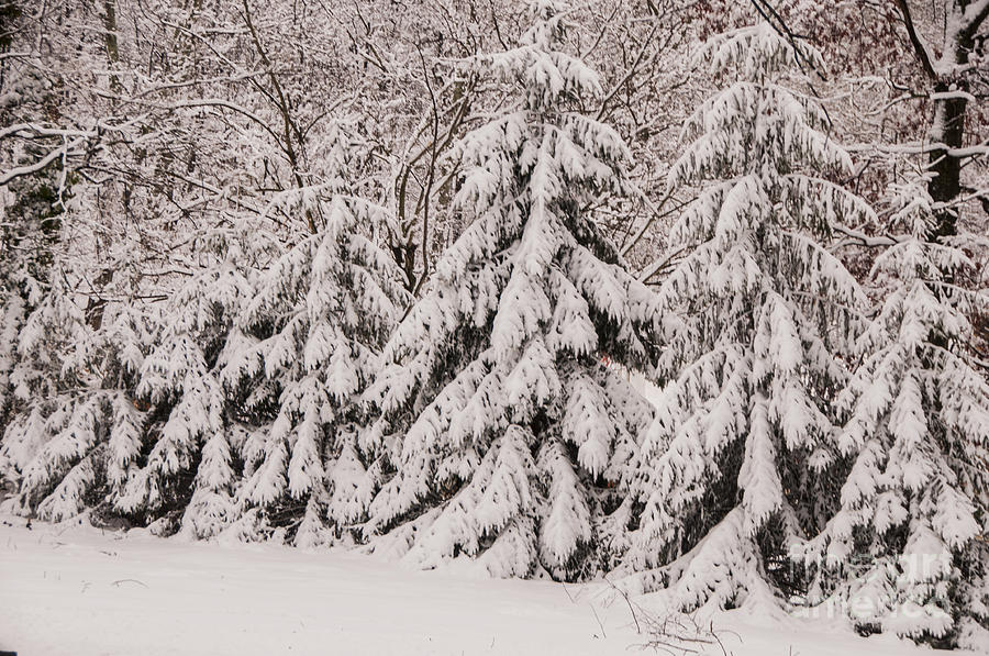 Snowy Fir Trees Photograph by Jane Axman