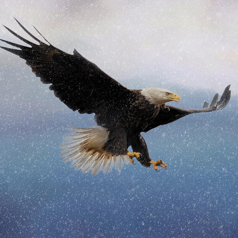 Snowy Flight - Bald Eagle - Square Photograph by Jai Johnson