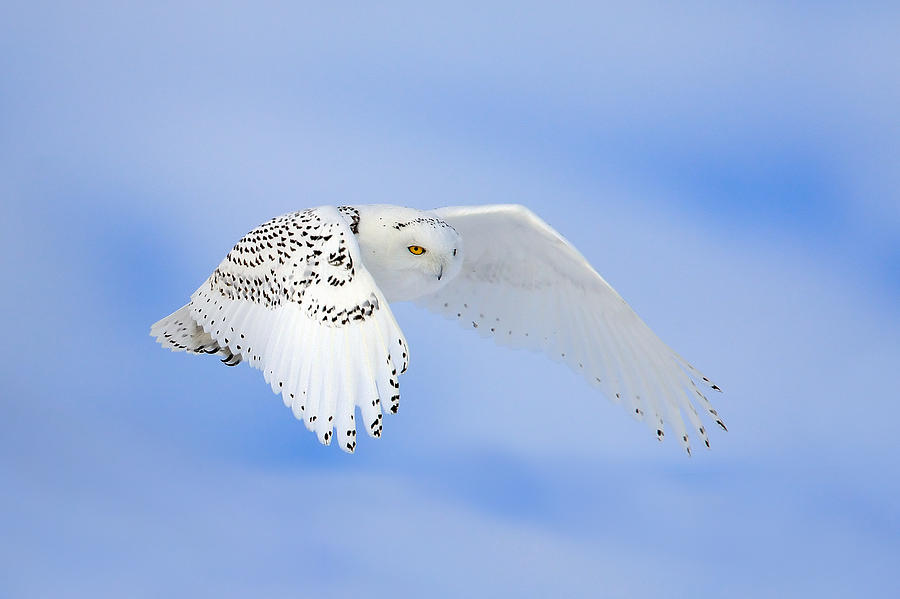 Owl Photograph - Snowy Flight by Keith R Crowley
