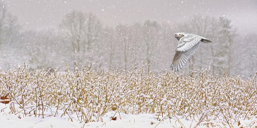 Owl Photograph - Snowy Flight by Mark Silk