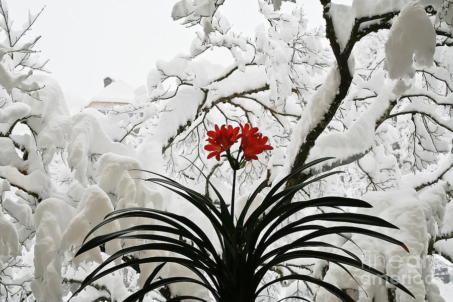 Snowy Flower Photograph by Elvis Vaughn
