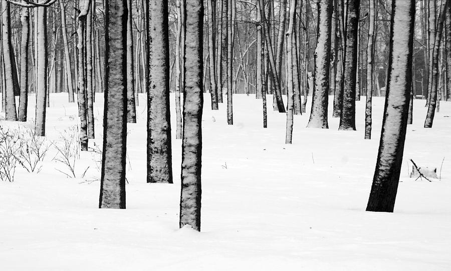 Snowy forest Photograph by Arkady Kunysz