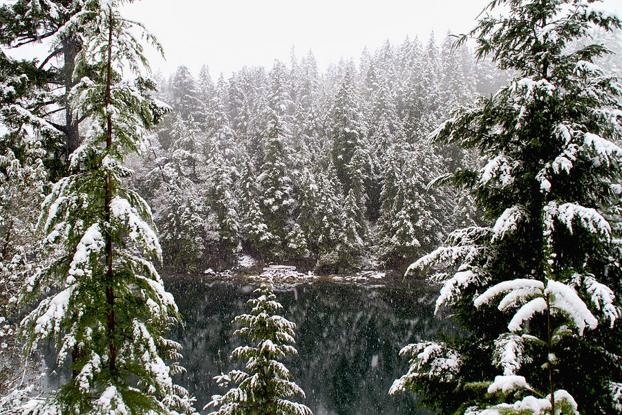 Snowy Forest by the Ocean Photograph by Peggy Collins