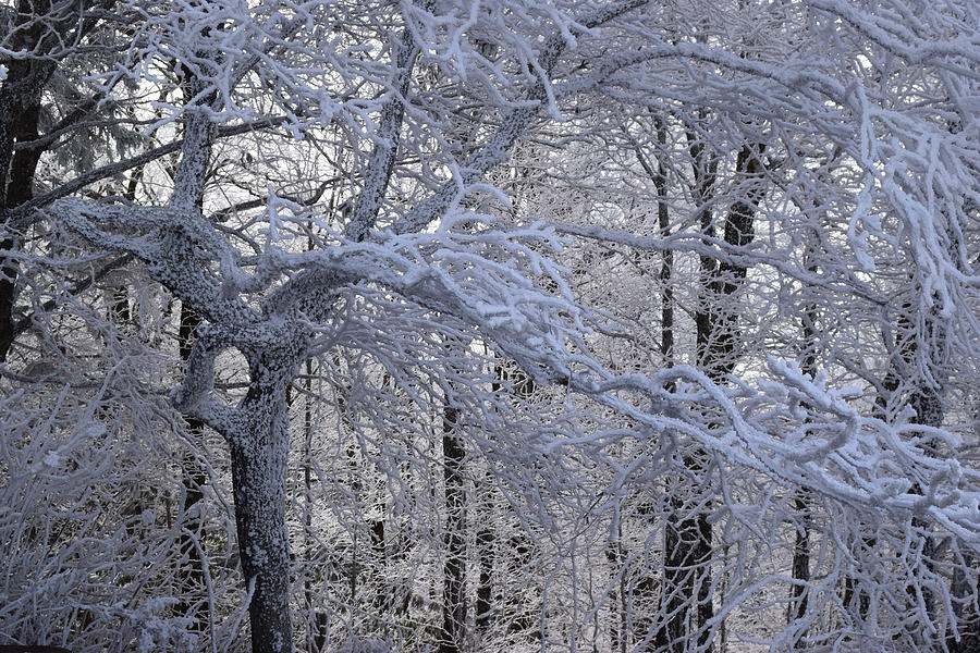 Snowy Forest Photograph by Curtis Krusie