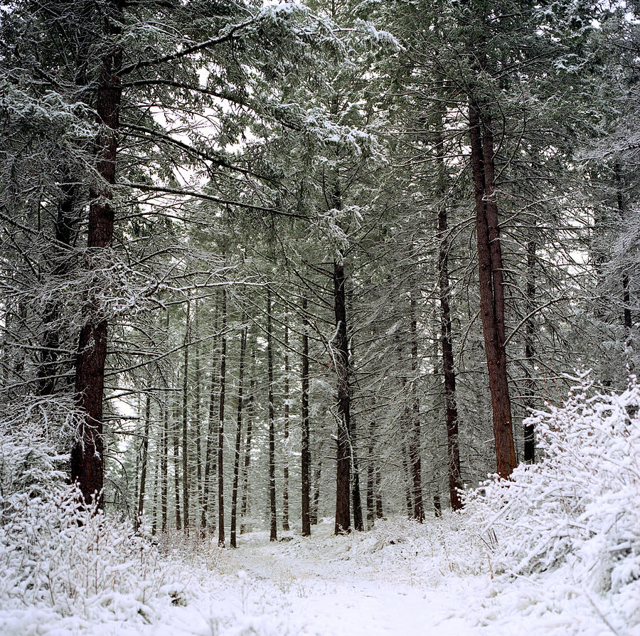 Snowy Forest by Elizabeth Moehlmann