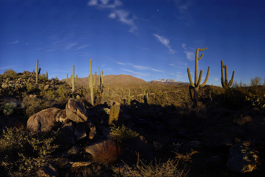 Landscape Photograph - Snowy Four Peaks with Saguaro Cactus by Brian Lockett