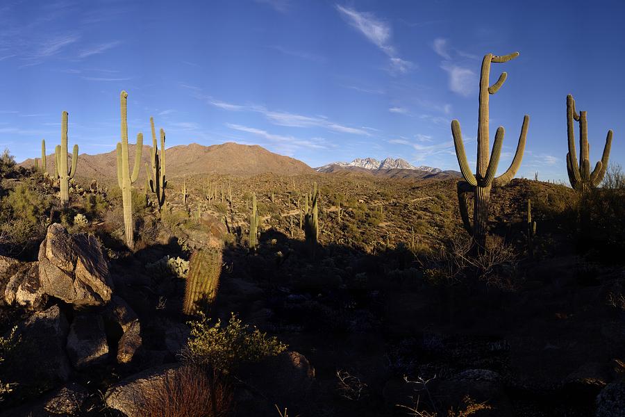 Snowy Four Peaks With Saguaro Cactus January 25 2010 Photograph by Brian Lockett
