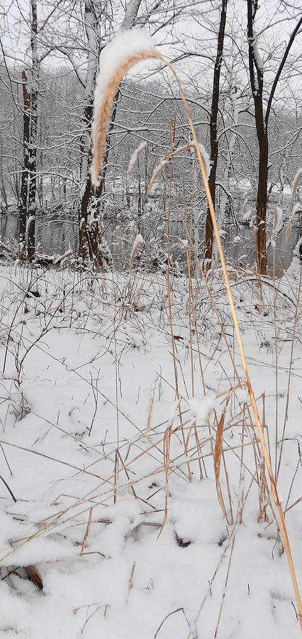 Snowy Grass Photograph by Michael Porchik