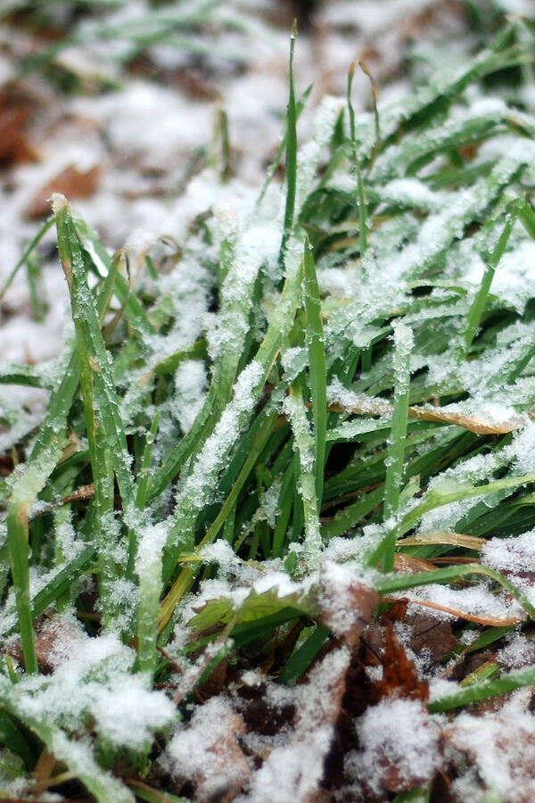 Snowy Grass Photograph by Steve Tracy