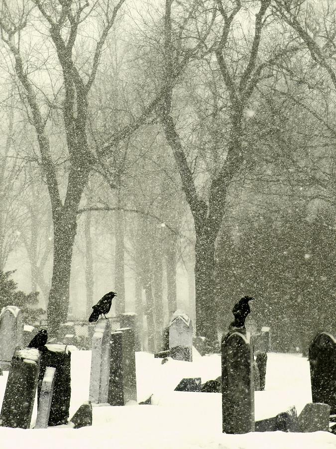 Animal Photograph - Snowy Graveyard Crows by Gothicrow Images
