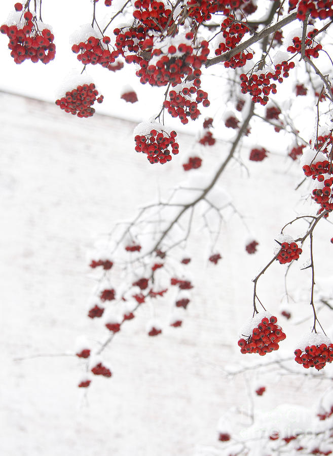 Snowy Hawthorn Berries  Photograph by Jonathan Welch