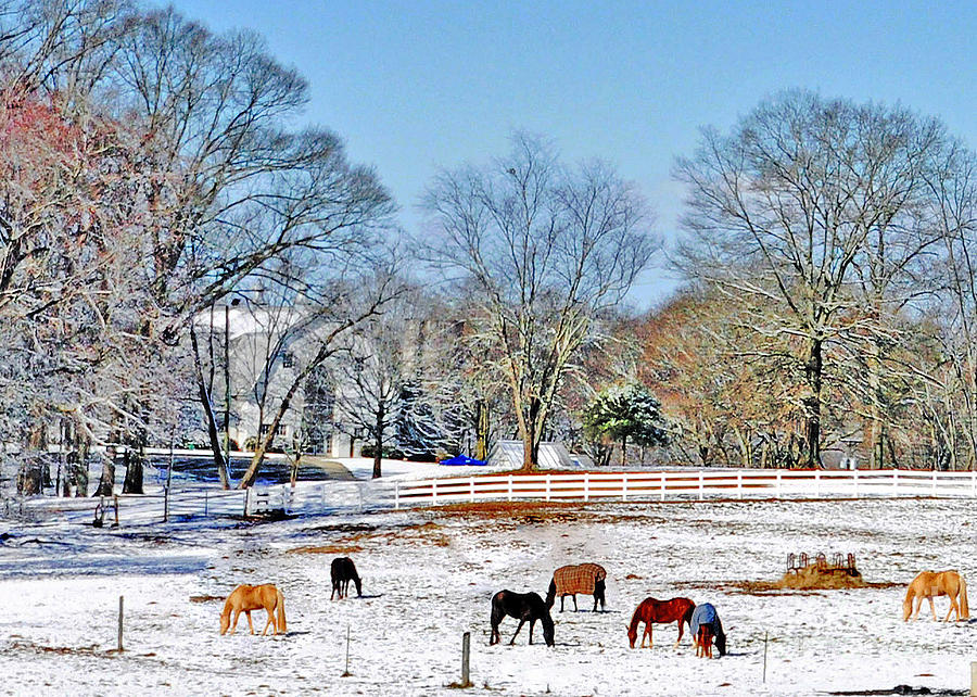 Snowy Hay Day Photograph by Lydia Holly