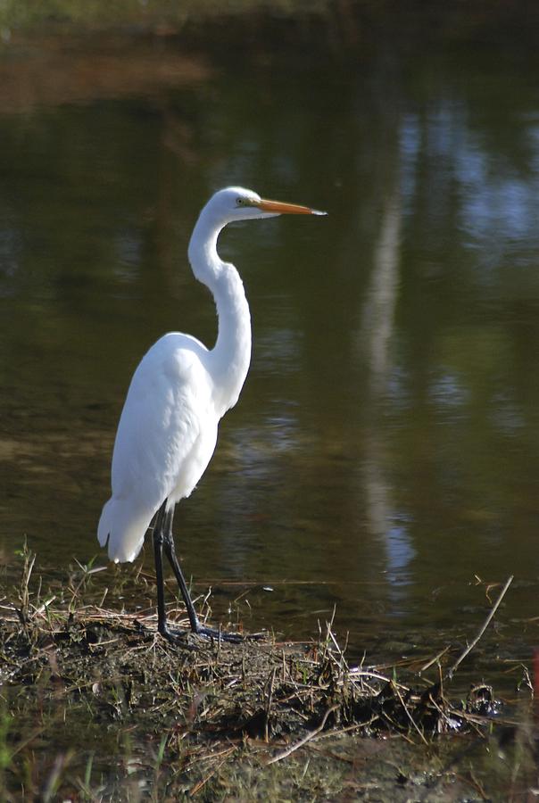 Snowy Heron Photograph by Rhonda McSorley - Fine Art America