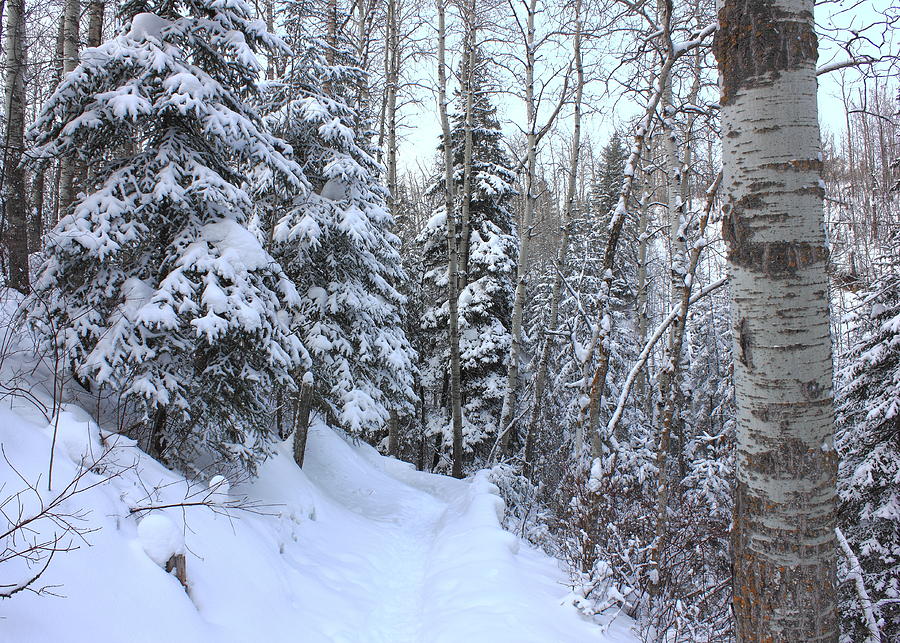 Snowy Hiking Trail Photograph by Jim Sauchyn