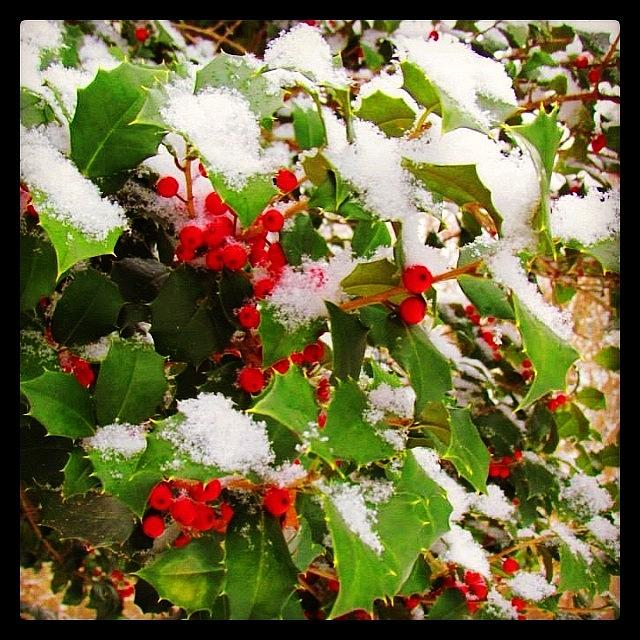 Snow Photograph - Snowy Holly #holly #snow #nuc_member by Amy Coomber Eberhardt