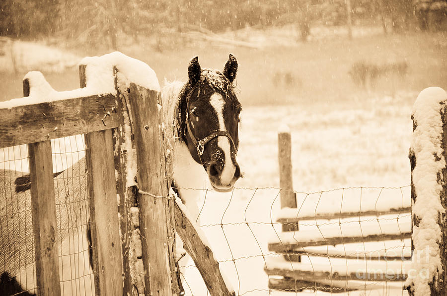 Snowy Horse Photograph by Cheryl Baxter
