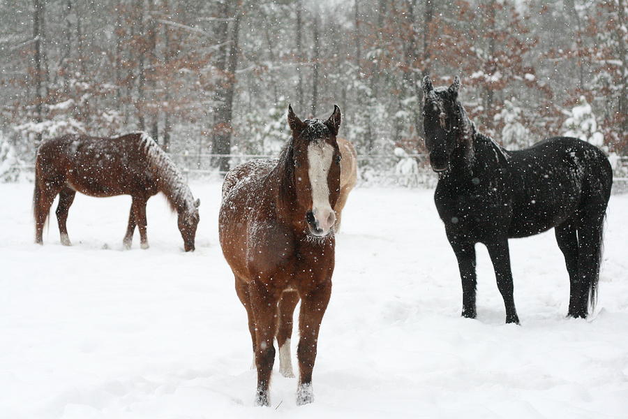 Snowy Horses Photograph by Kristia Adams