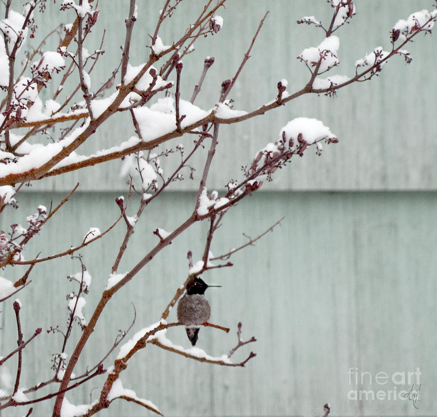 Snowy Hummingbird Photograph by Victoria Harrington