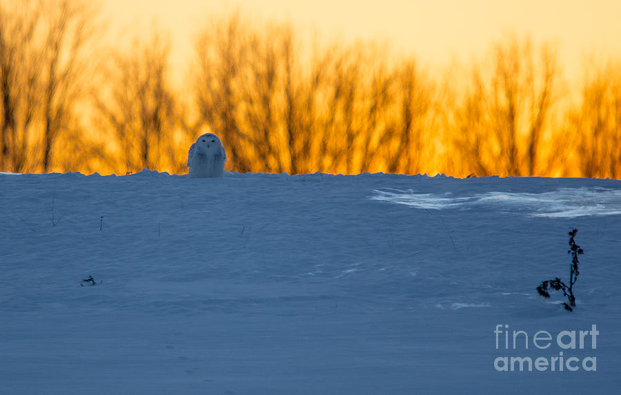 Snowy in Sunset Photograph by Cheryl Baxter