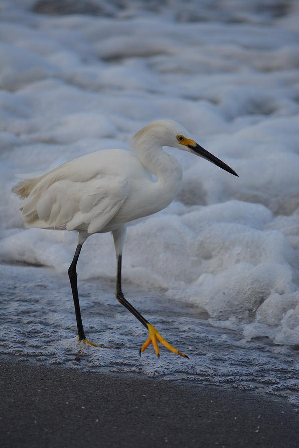 Nature Photograph - Snowy in the Surf by Patricia Twardzik