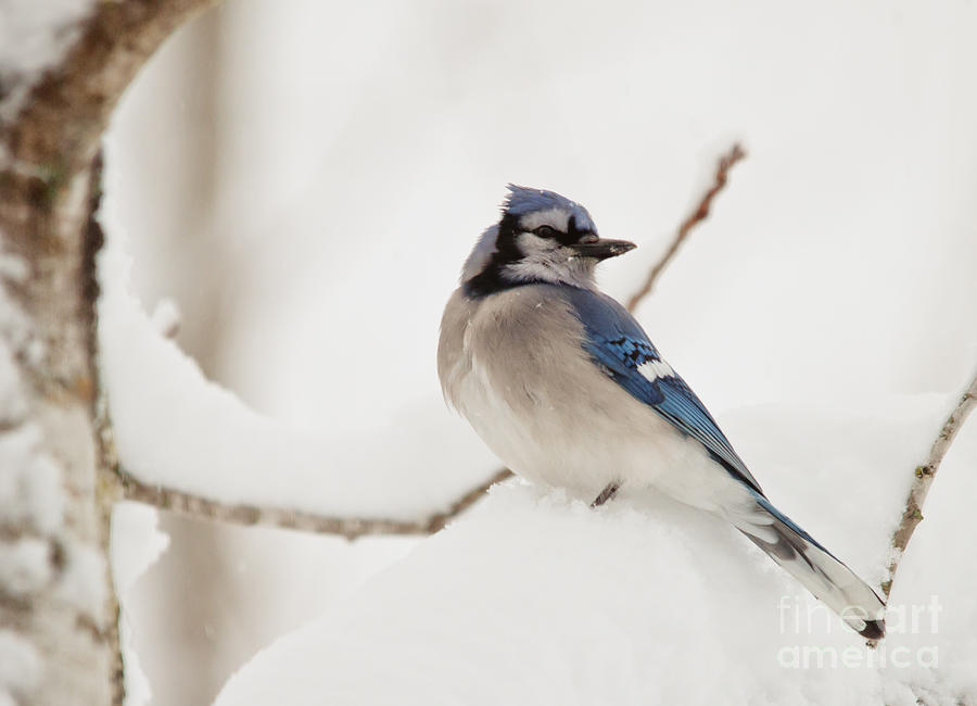 Snowy Jay Photograph by Cheryl Baxter