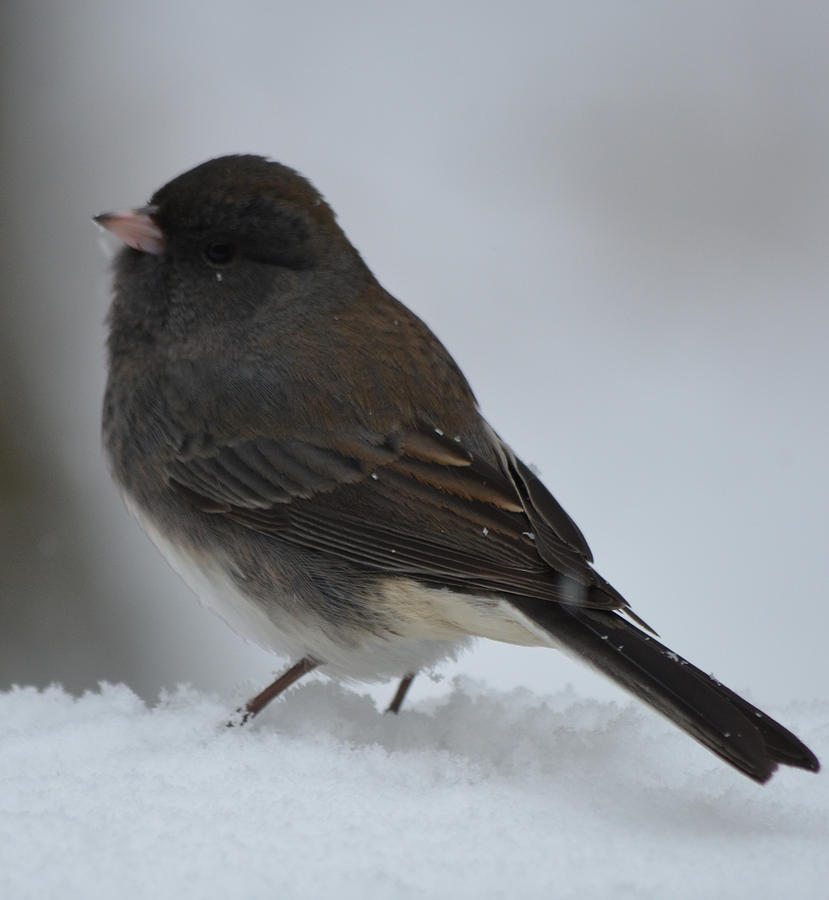 Snowy Junco Photograph by Richard Bryce and Family