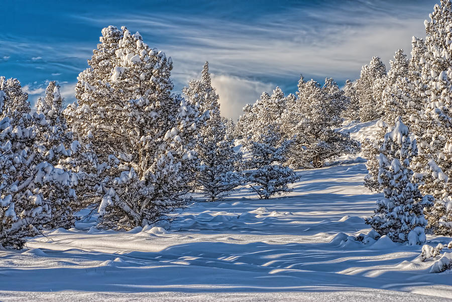 Snowy Juniper Forest  Photograph by Leah McDaniel