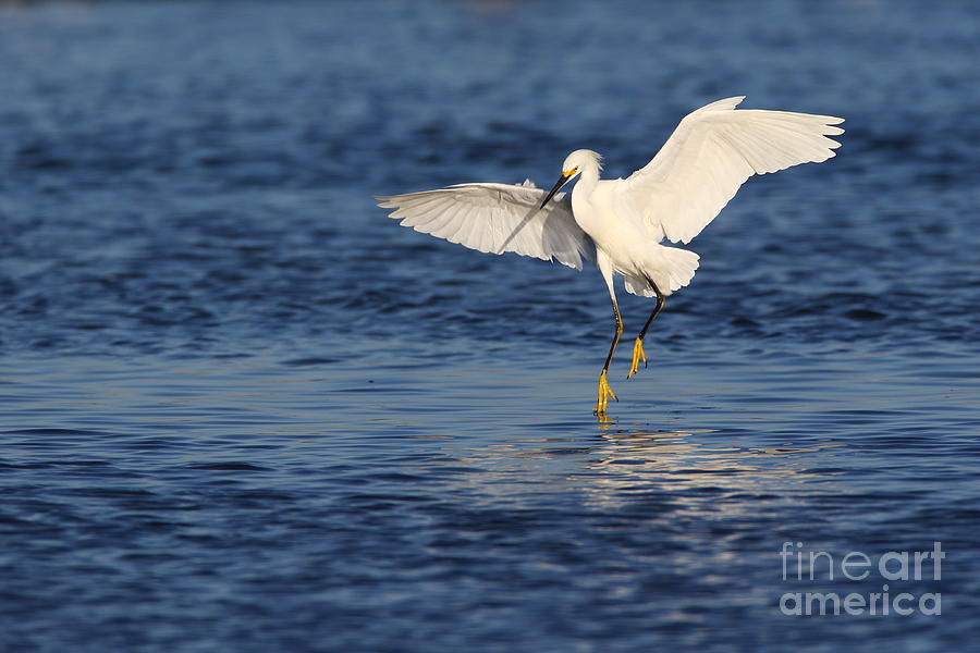 Snowy Egret landing Photograph by Bryan Keil