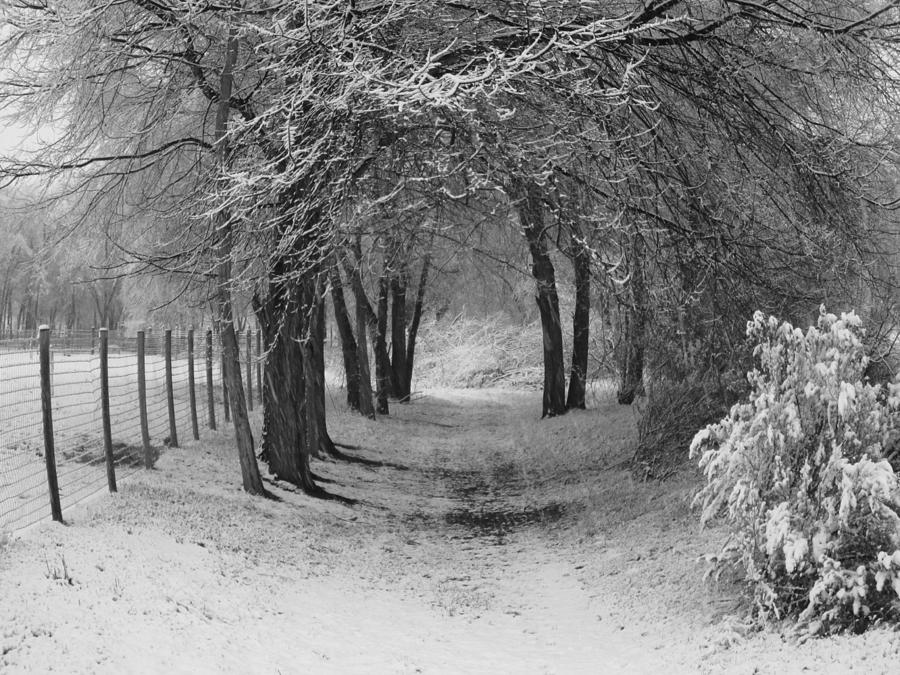 Snowy Lane Photograph by Dui Orso - Fine Art America