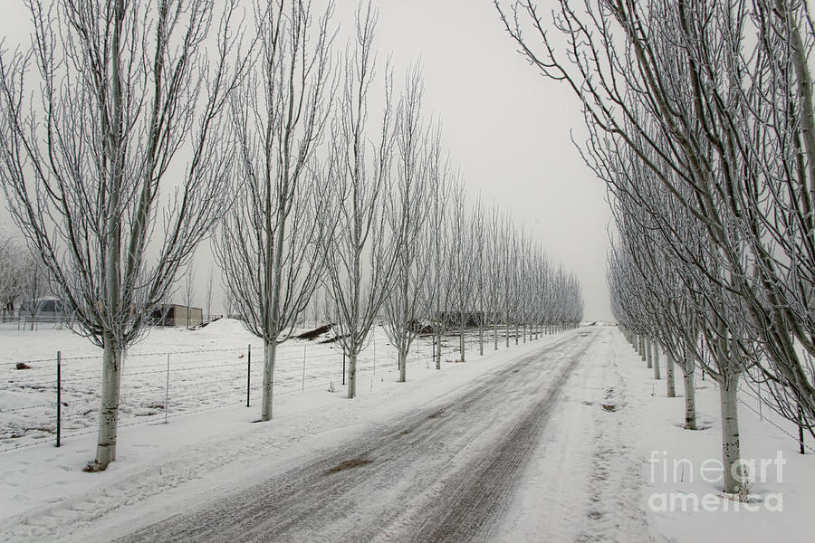 Snowy lane Photograph by Richard Lynch