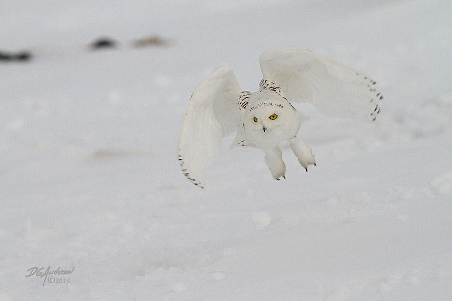 Snowy lift off Photograph by Don Anderson