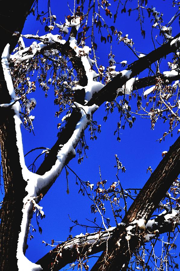 Tree Photograph - Snowy Limbs 14051 by Jerry Sodorff