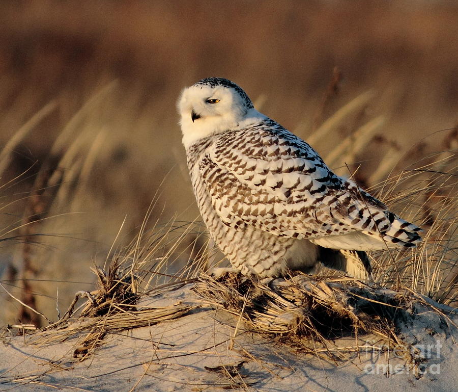 Snowy Owl Photograph - Snowy by Linda C Johnson Snowy Owl Photograph - Snowy by Linda C Johnson