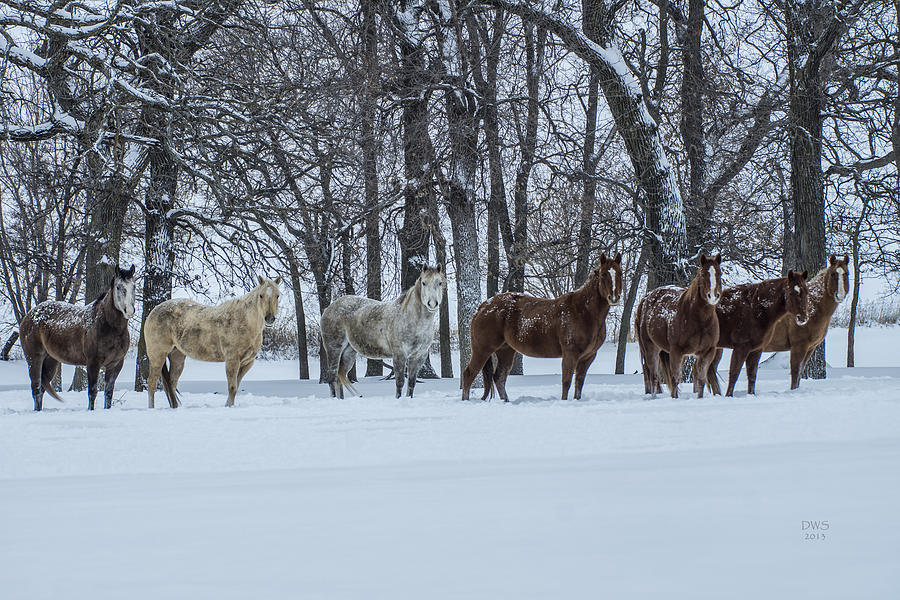 Snowy Line Up by David W Schafer Snowy Line Up by David W Schafer