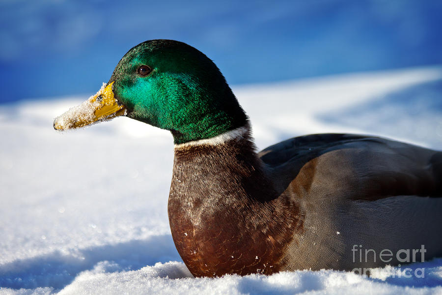 Duck Photograph - Snowy Mallard by Eleanor Abramson